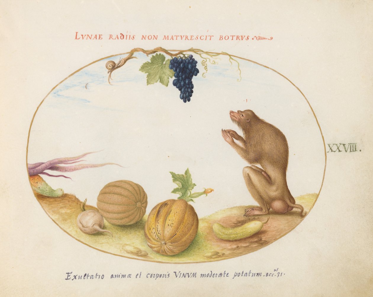 Tafel 28: Ein "Tartarine" (Berberaffe?) mit Frucht und einer Schnecke von Joris Hoefnagel