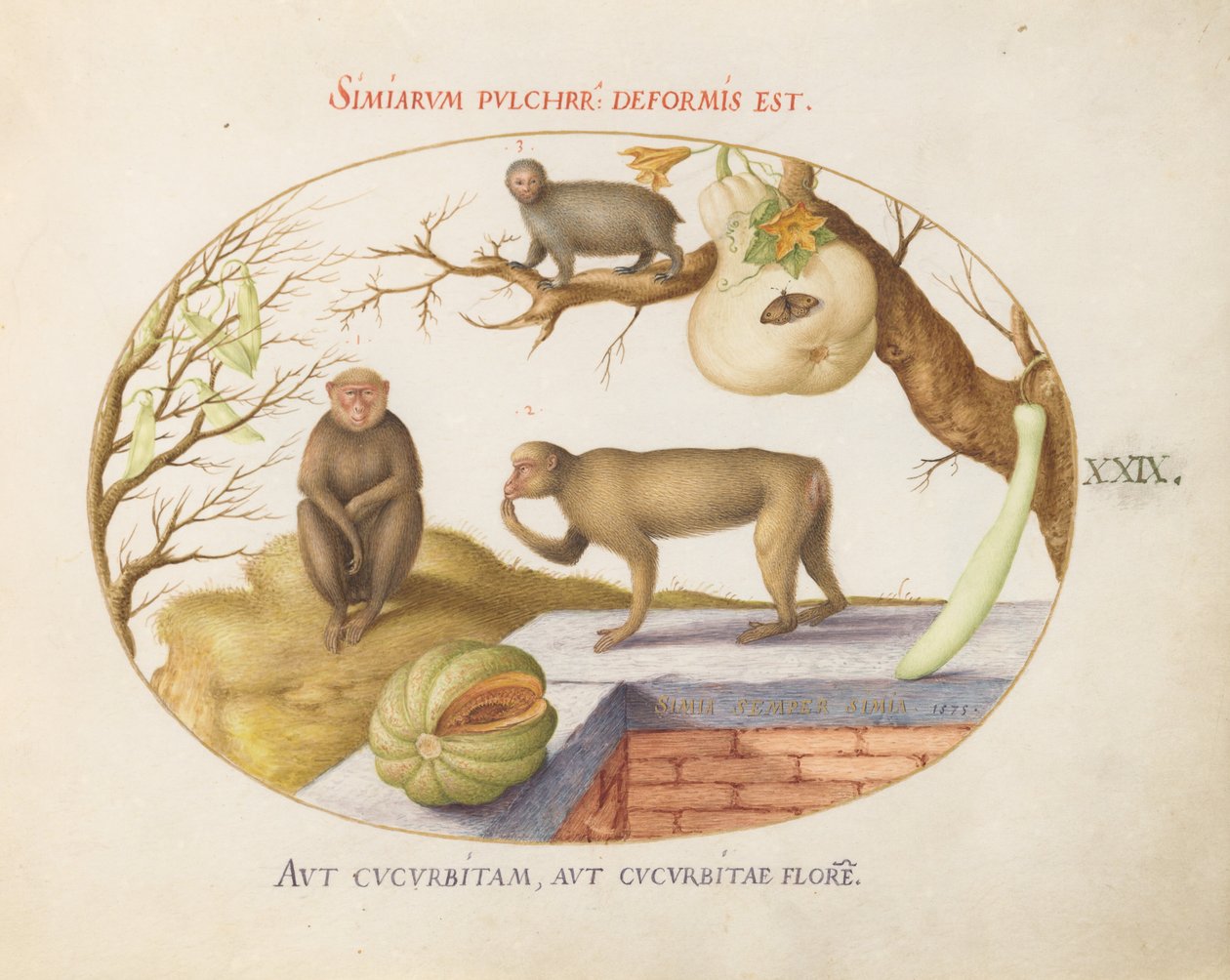 Tafel 29: Zwei Affen, ein "Arctopithecus" (Faultier?) und Früchte von Joris Hoefnagel