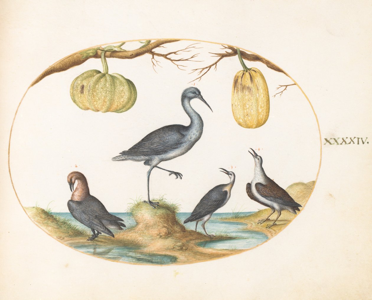 Tafel 44: Uferschnepfe(?) und Strandläufer mit zwei Kürbissen von Joris Hoefnagel