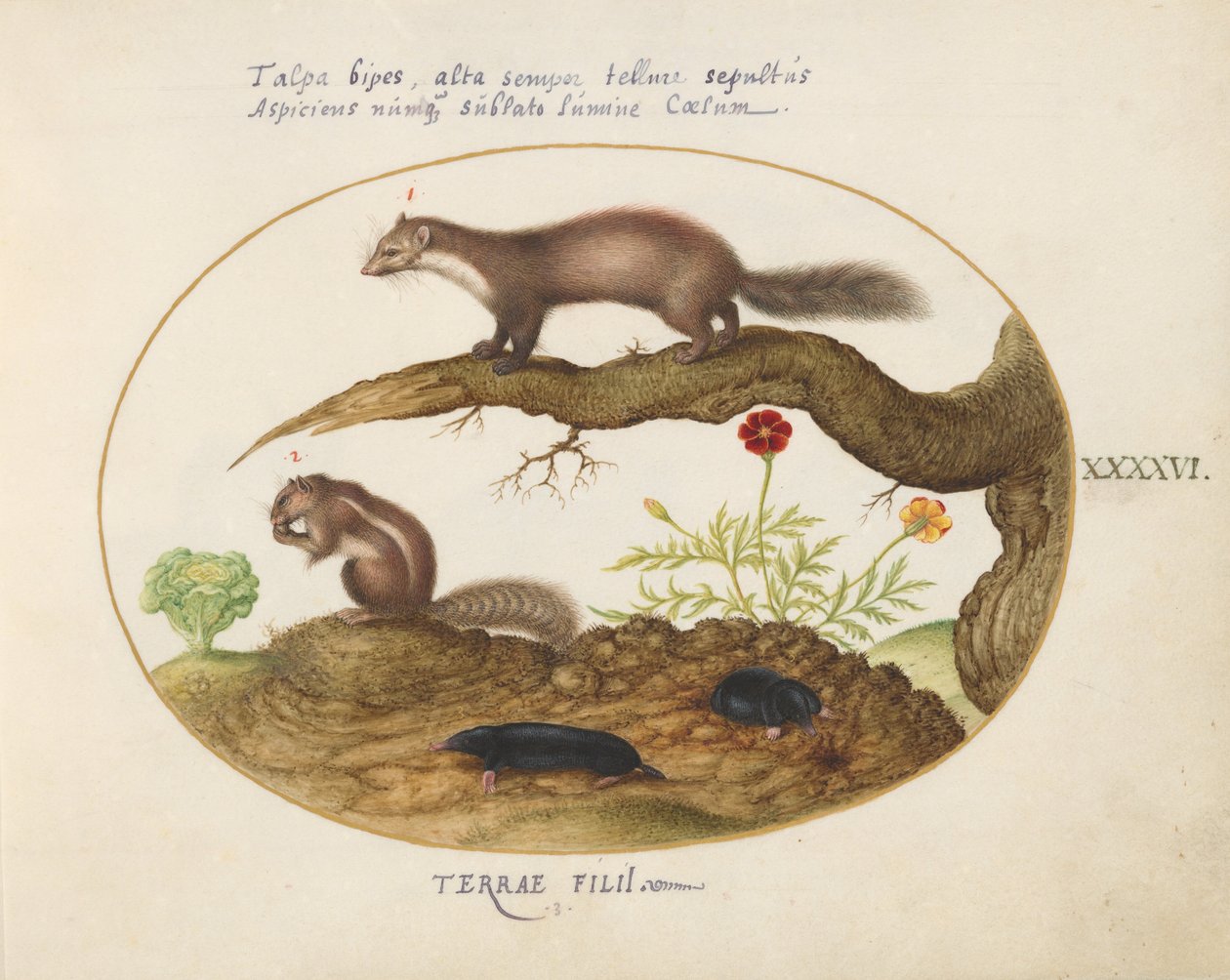Tafel 46: Steinmarder, Streifenhörnchen und Maulwürfe mit einer Ringelblume und einem Salat von Joris Hoefnagel
