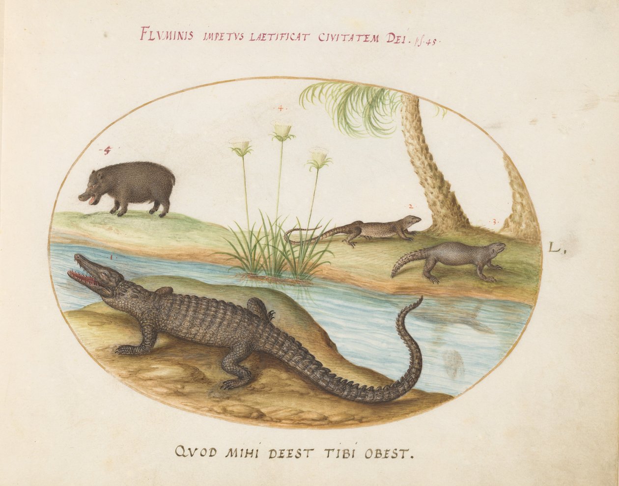 Tafel 50: Ein Krokodil(?), ein Nilpferd(?) und zwei Eidechsen mit einer Papyruspflanze von Joris Hoefnagel