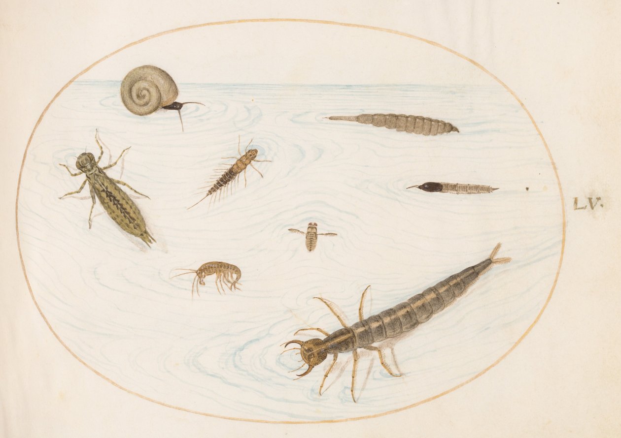 Tafel 55: Wasserinsekten und wirbellose Tiere, darunter eine Schnecke von Joris Hoefnagel
