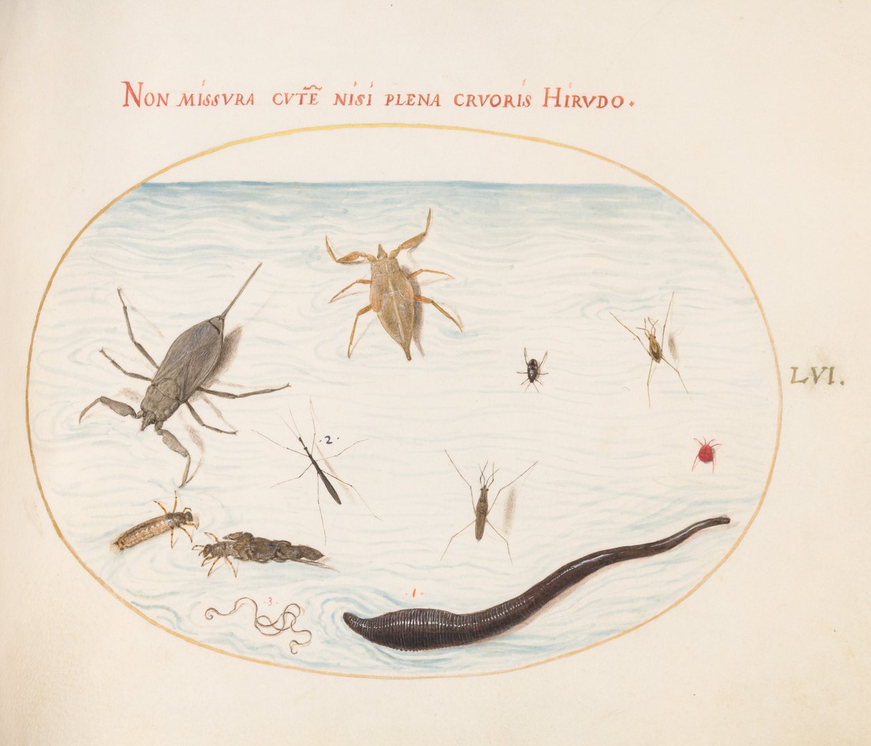 Tafel 56: Wasserskorpion, Wasserläufer, Teichläufer, rote Wassermilbe, Blutegel(?) und andere Wasserinsekten von Joris Hoefnagel