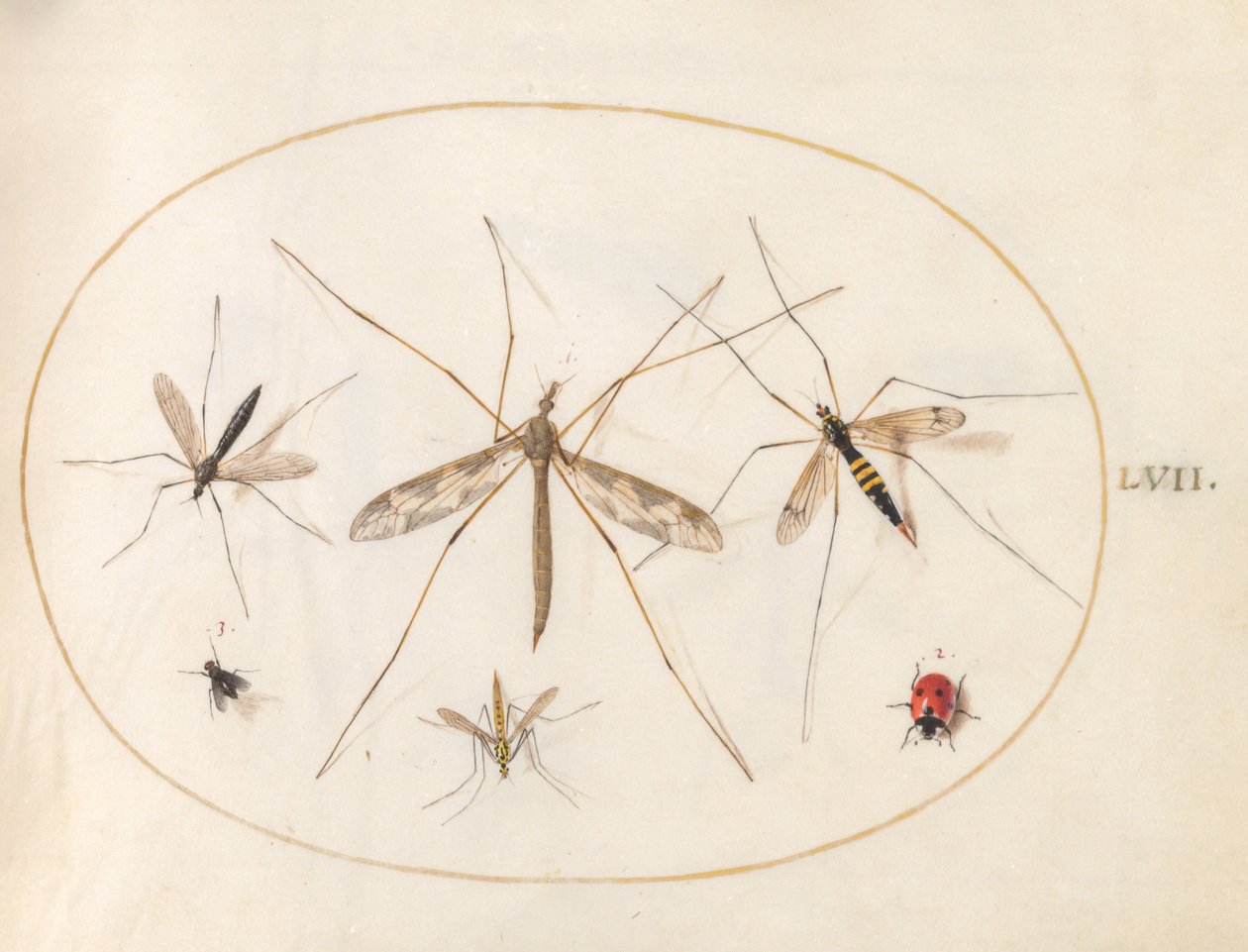 Tafel 57: Ein Marienkäfer, eine Fliege und vier andere Insekten von Joris Hoefnagel