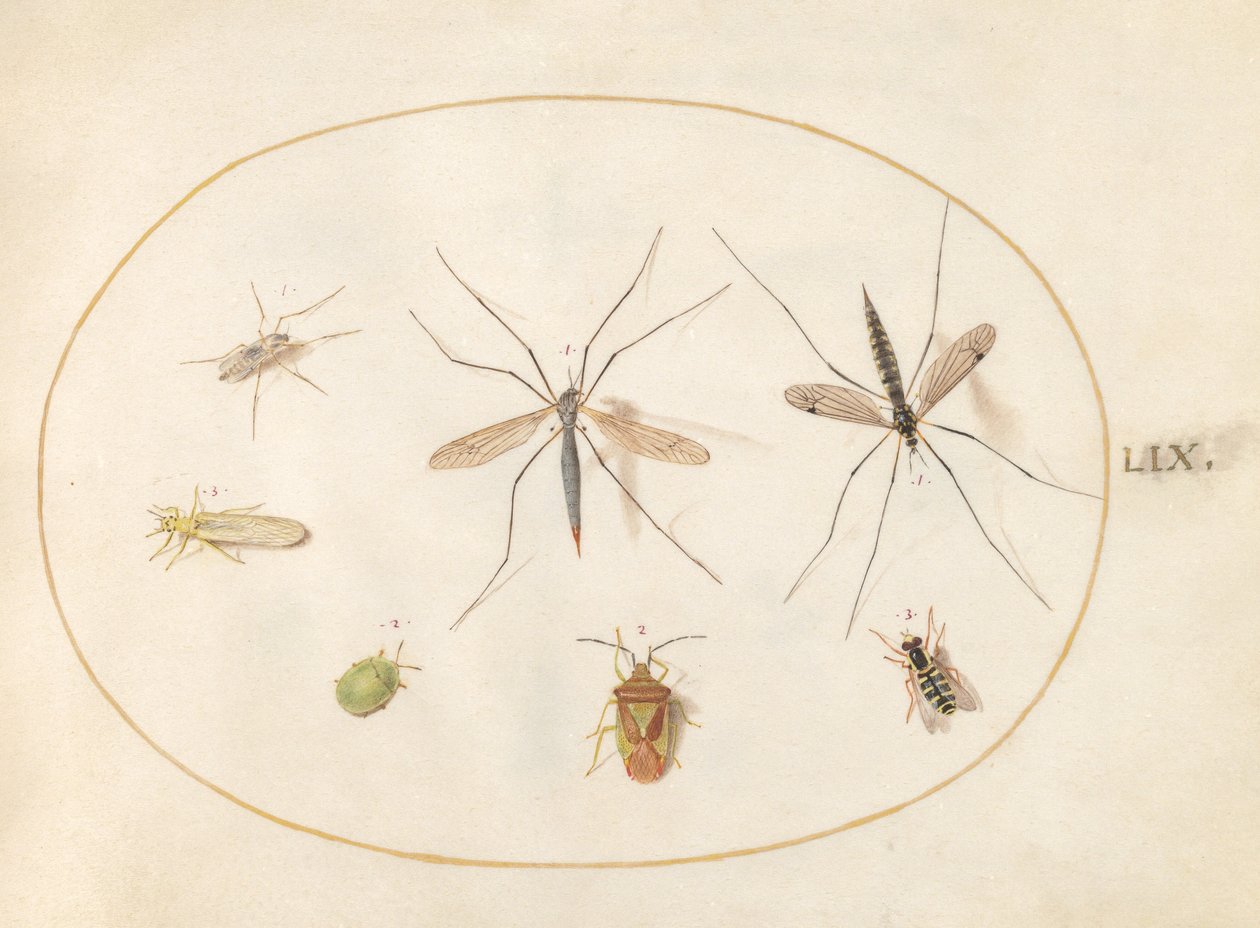 Tafel 59: Sieben Insekten, darunter eine Weißdornwanze, Schnaken und eine Schwebfliege von Joris Hoefnagel