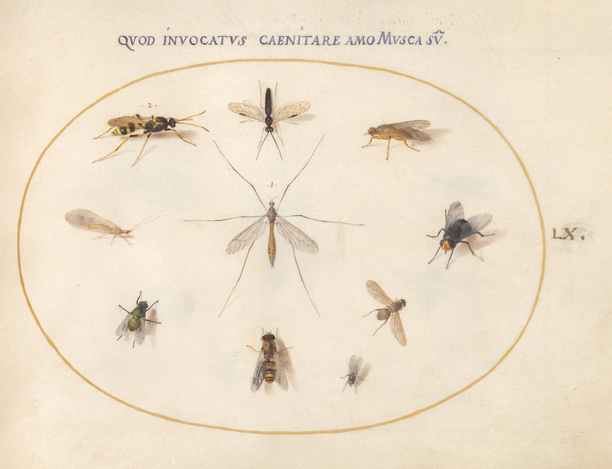 Tafel 60: Fliegen und andere Insekten, ca. 1575/80 von Joris Hoefnagel