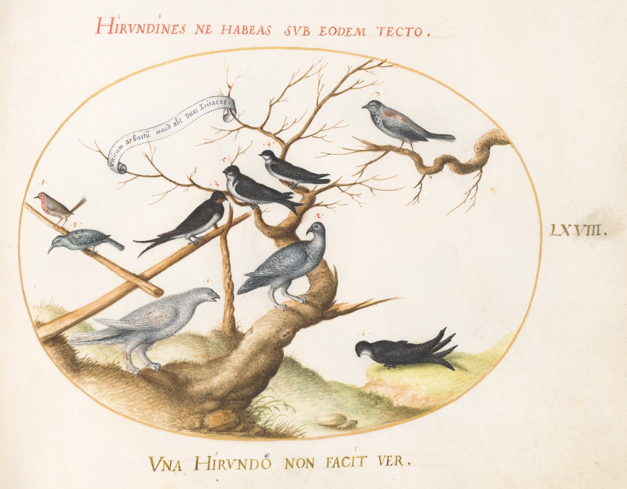 Tafel 68: Ein Schneehuhn, Schwalben und andere Vögel von Joris Hoefnagel