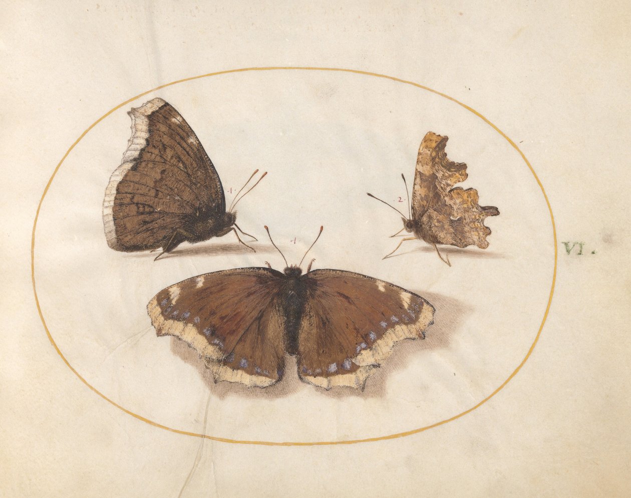 Tafel 6: Zwei Ansichten eines Trauermantels (Camberwell Beauty) Schmetterlings mit einem C-Schmetterling von Joris Hoefnagel