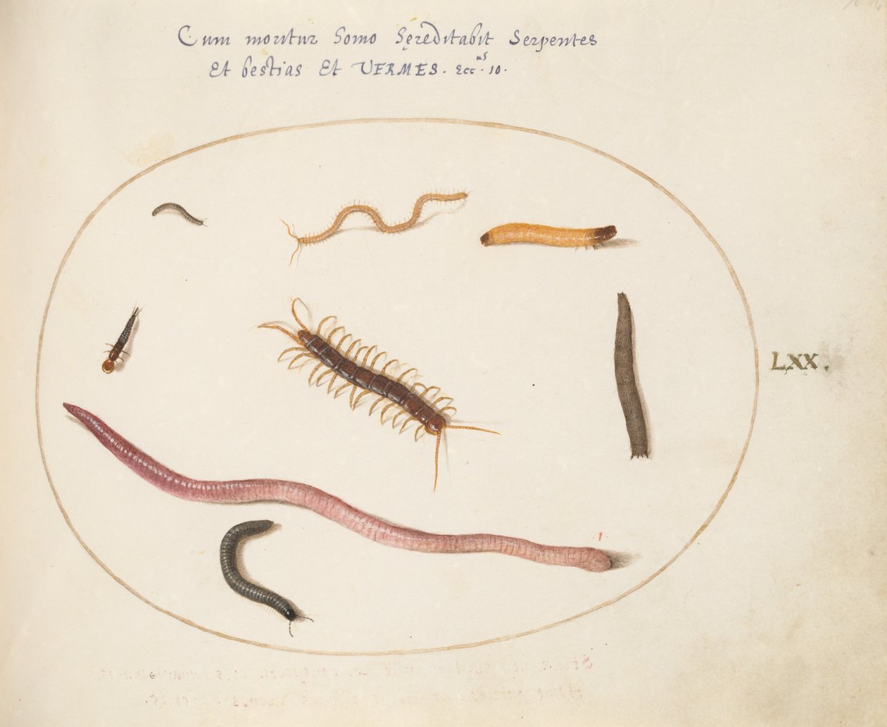 Teller 70: Wurm, Tausendfüßler, Hundertfüßler und andere lange Kreaturen von Joris Hoefnagel
