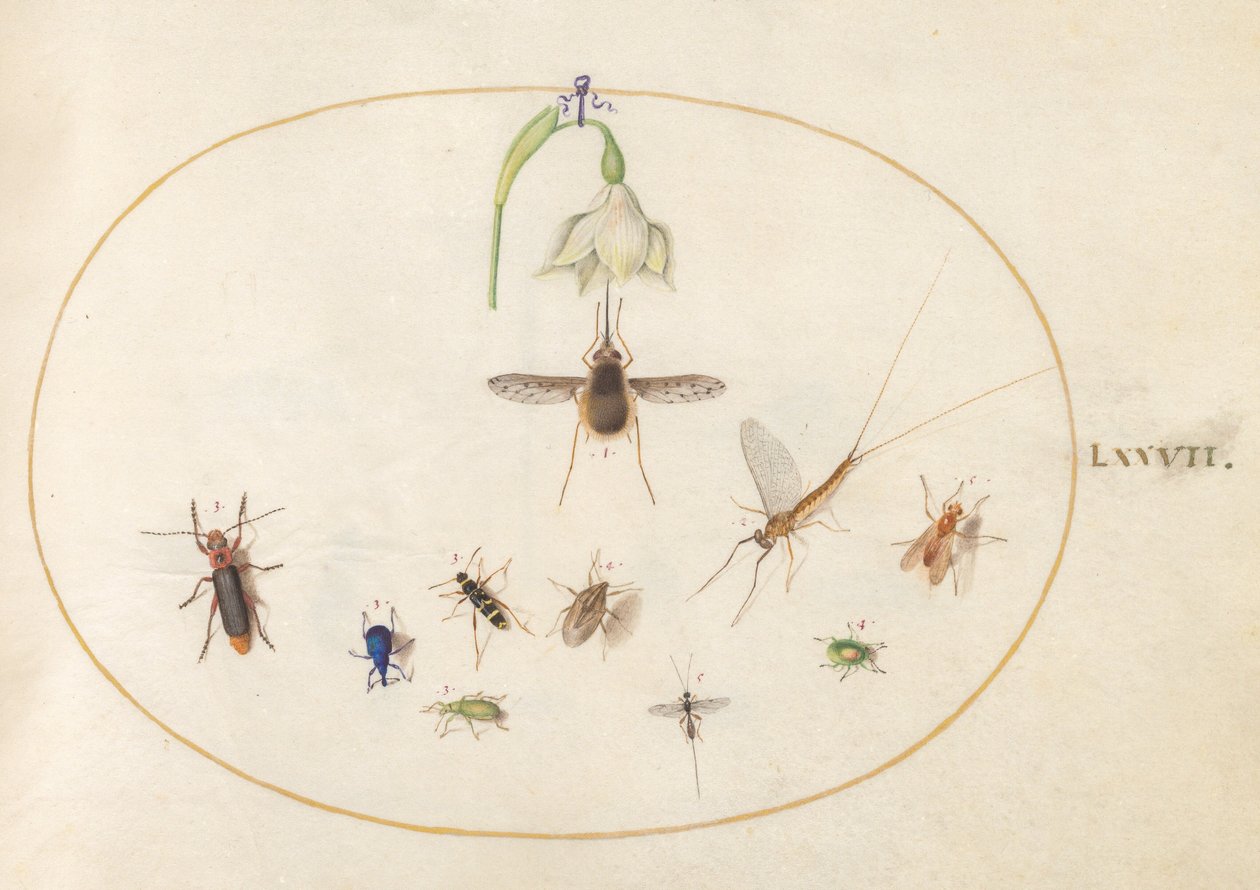Tafel 77: Gefleckter Wollschweber mit einer weißen Blume, einer Eintagsfliege, einem blauen Rüsselkäfer und anderen Insekten von Joris Hoefnagel