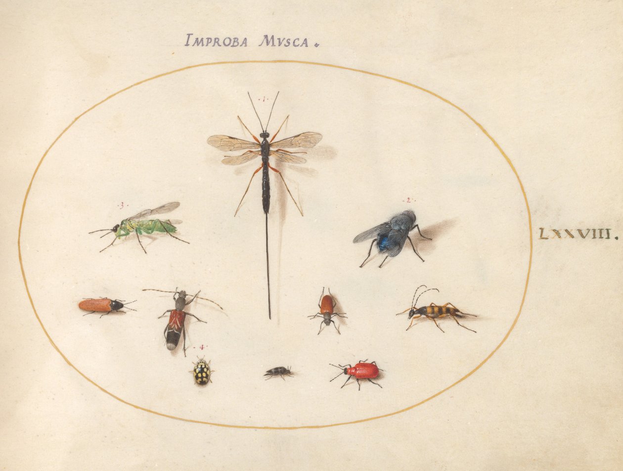Tafel 78: Zehn Insekten, darunter eine blaue Fliege von Joris Hoefnagel