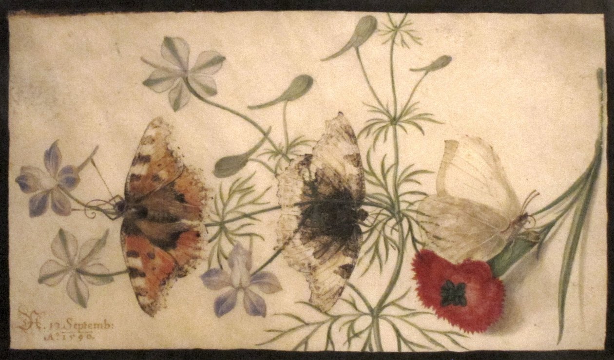 Studien von Blumen und Schmetterlingen von Joris Hoefnagel