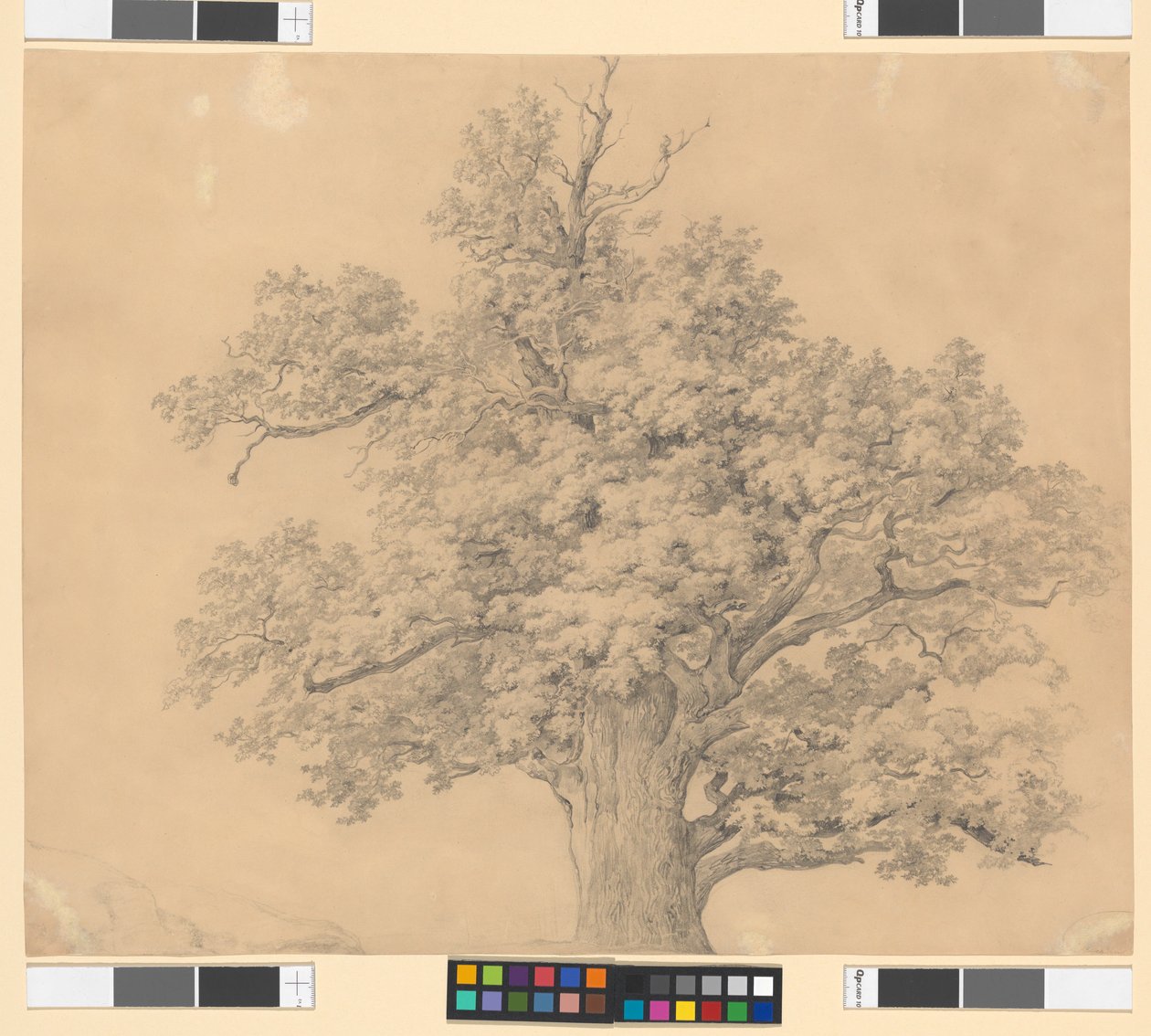 Baumstudie von Josef Kriehuber