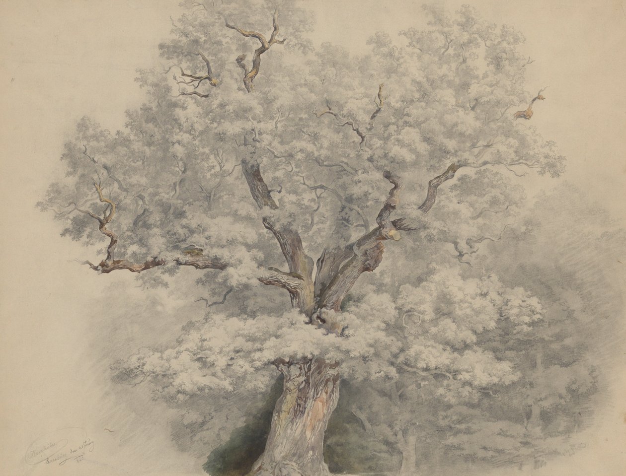 Baumstudie aus Laxenburg von Josef Kriehuber