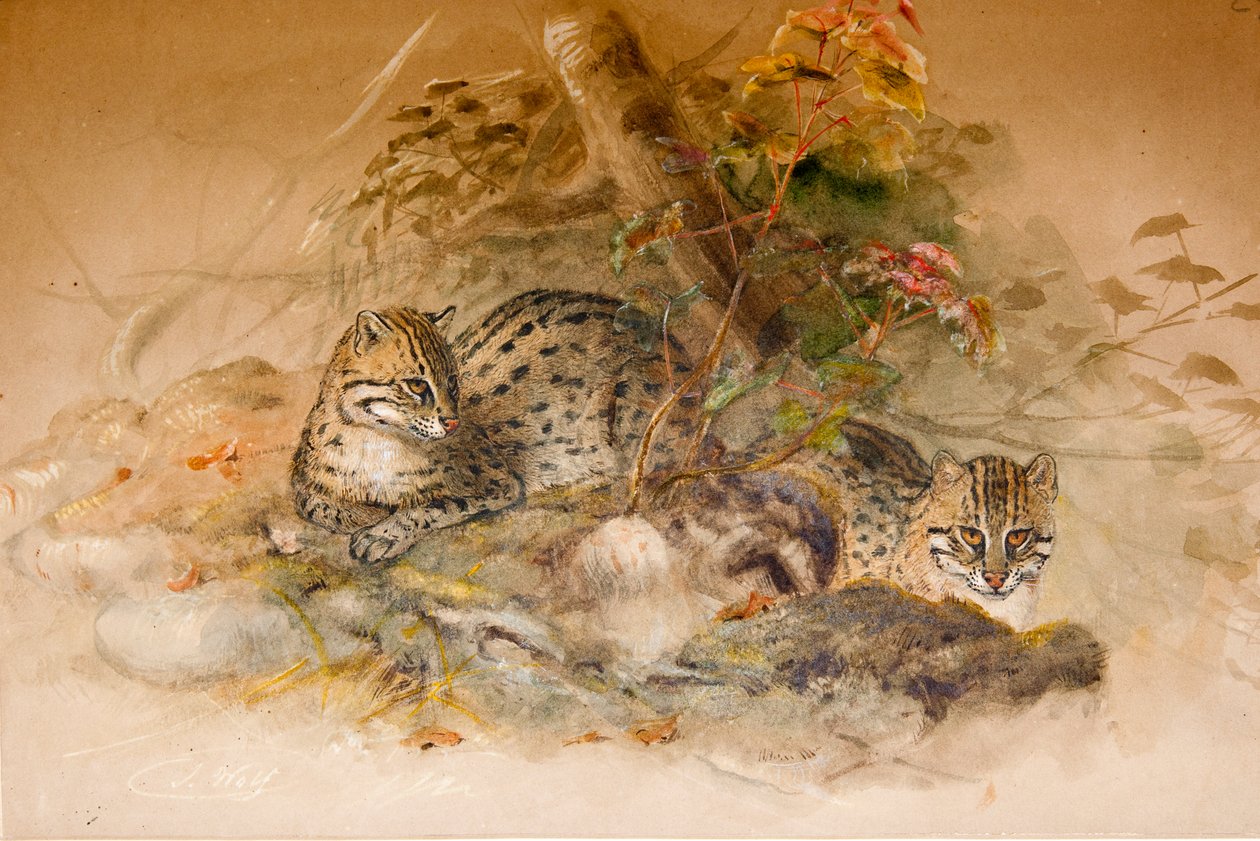 Wagati-Katze, 1851-69 von Joseph Wolf