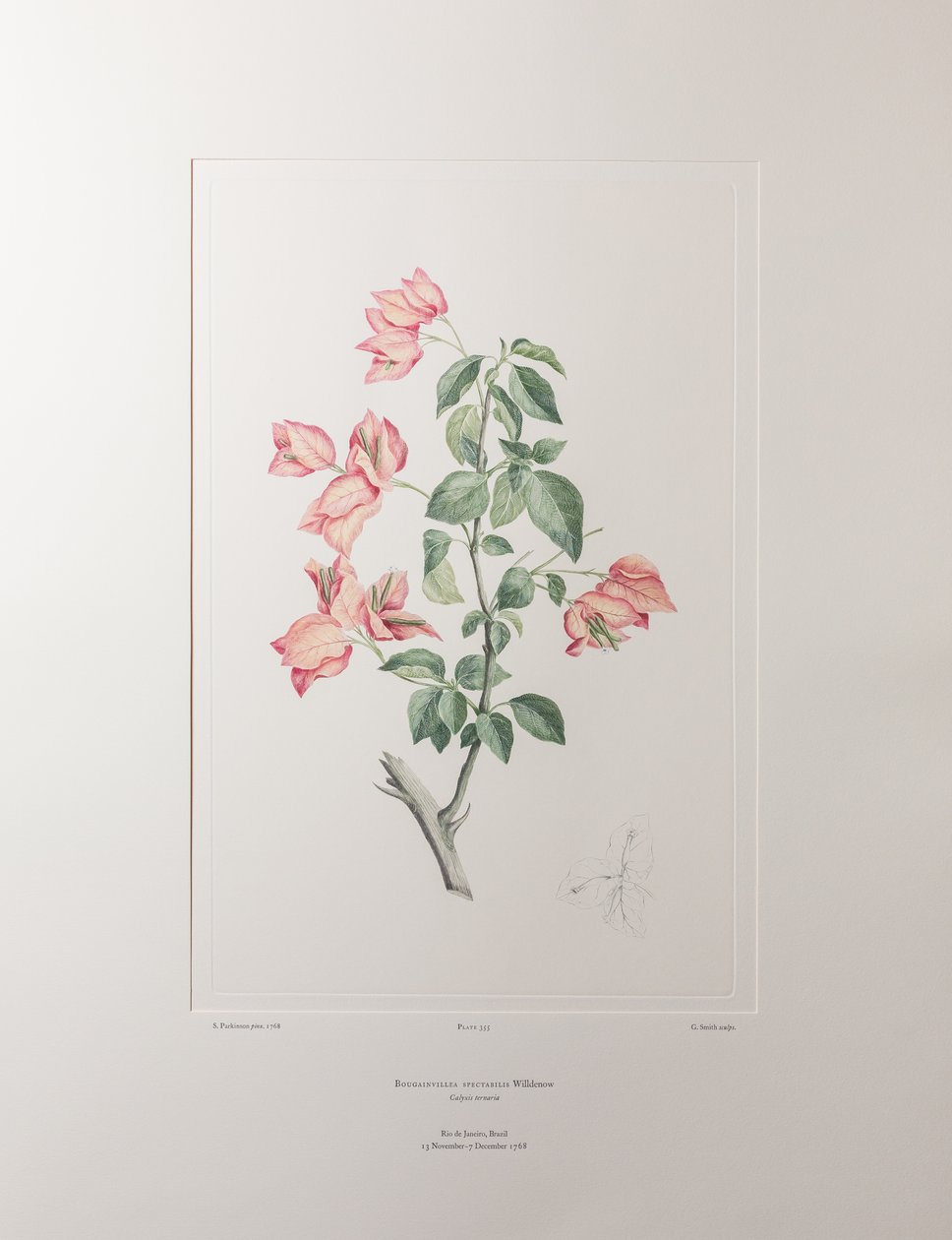 Bouganvillea spectabilis (Nyctaginaceae) - Tafel 355, Banks