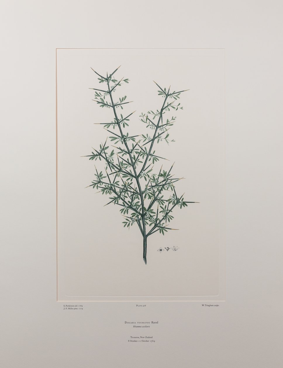 Discaria toumatou (Rhamnaceae) - Tafel 426, Banks