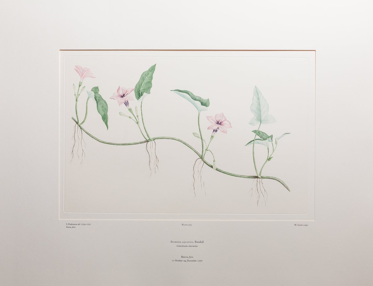 Ipomoea aquatica (Convolvulaceae) - Tafel 375, Banks
