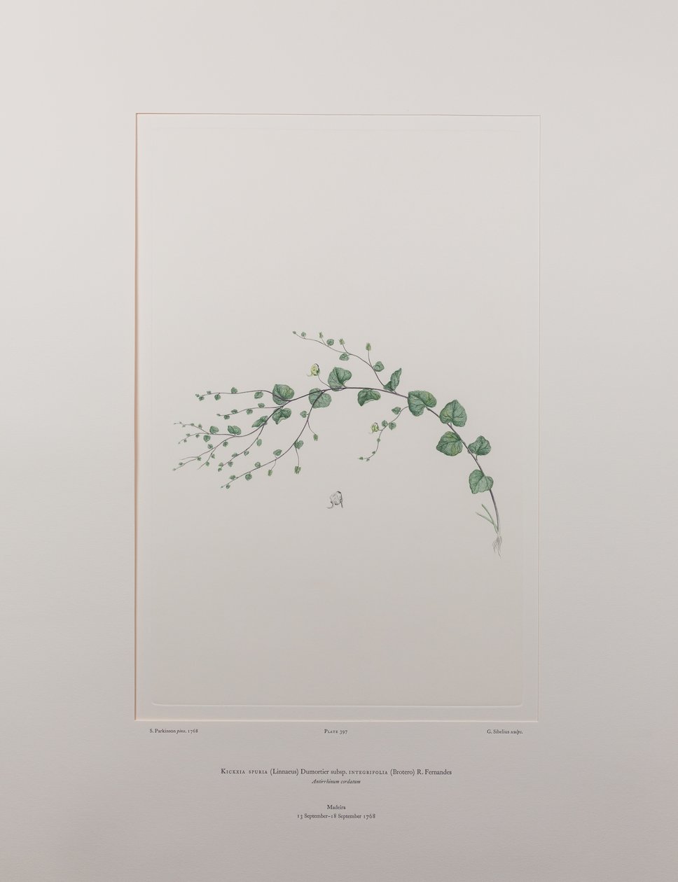 Kicksia spuria subsp. integrifolia (Scrophulariaceae) - Tafel 397, Banks