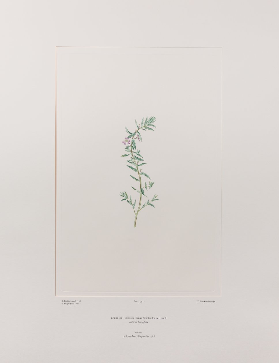 Lythrum junceum (Lythraceae) - Tafel 392, Banks
