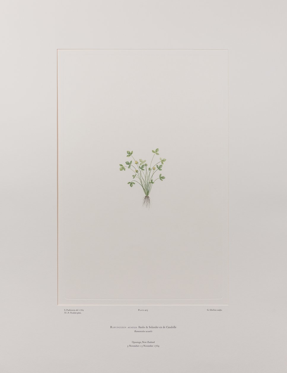 Ranunculus acaulis (Ranunculaceae) - Tafel 403, Banks