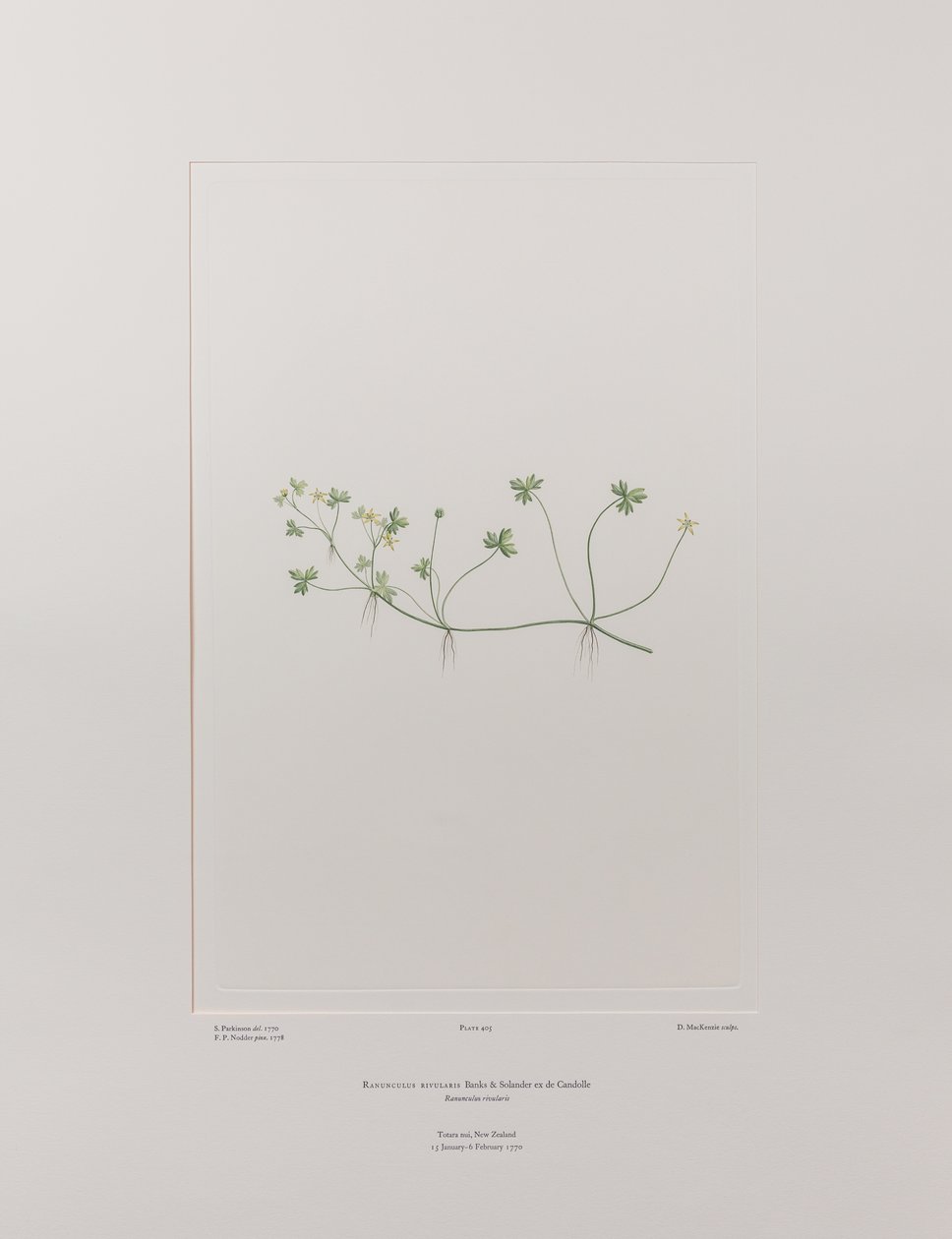 Ranunculus rivularis (Ranunculaceae) - Tafel 405, Banks