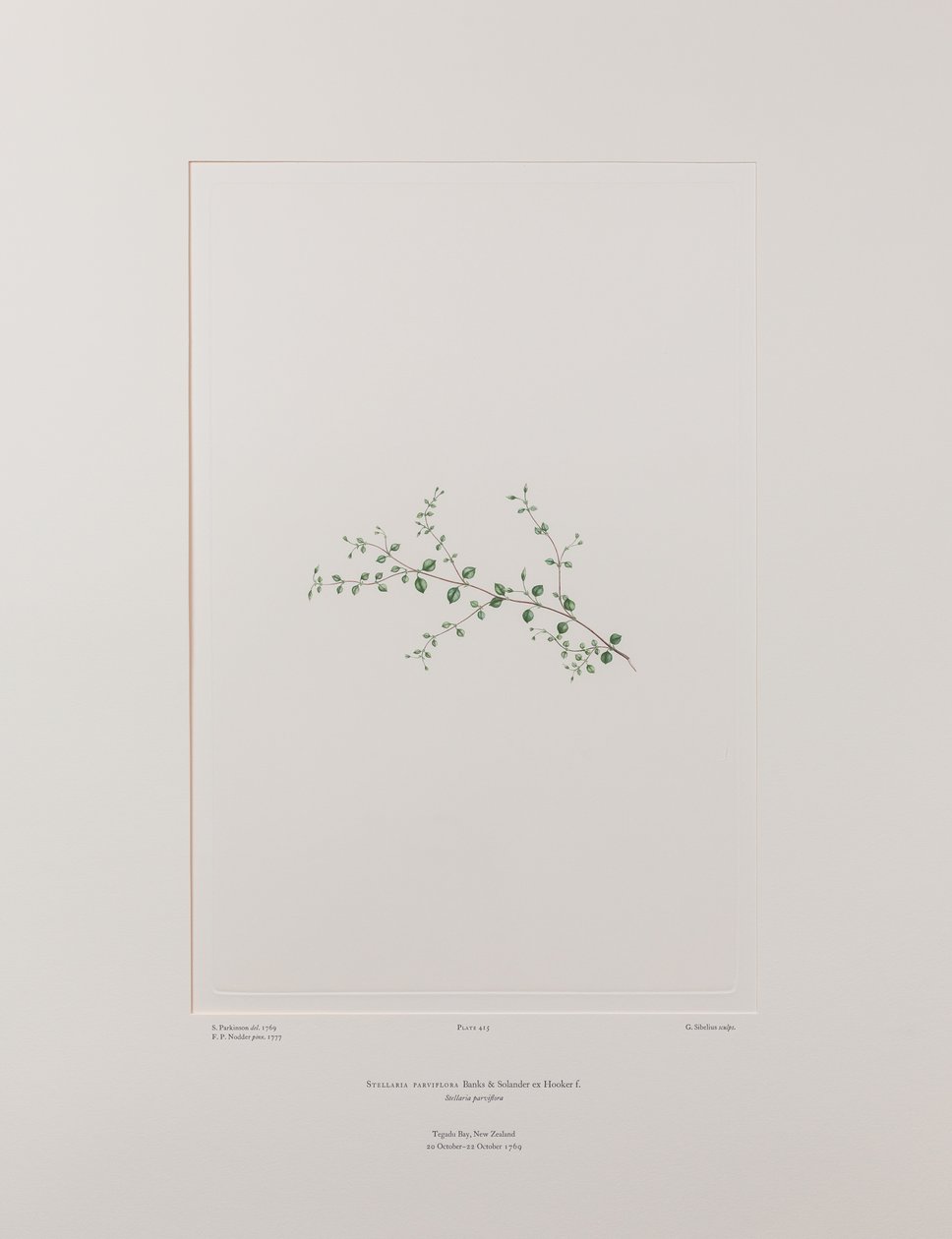 Stellaria parviflora (Caryophyllaceae) - Tafel 415, Banks