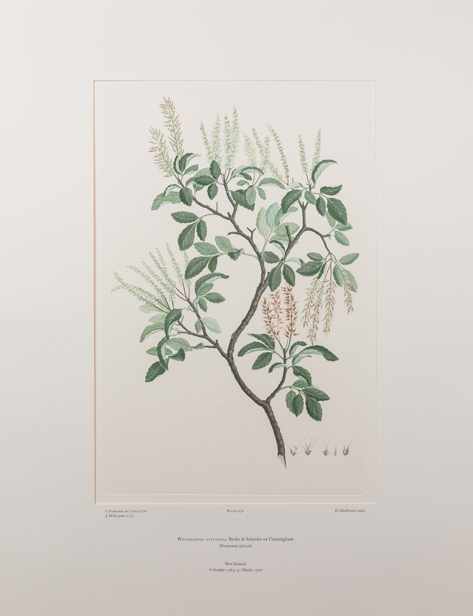 Weinmannia sylvicola (Cunoniaceae) - Tafel 436, Banks
