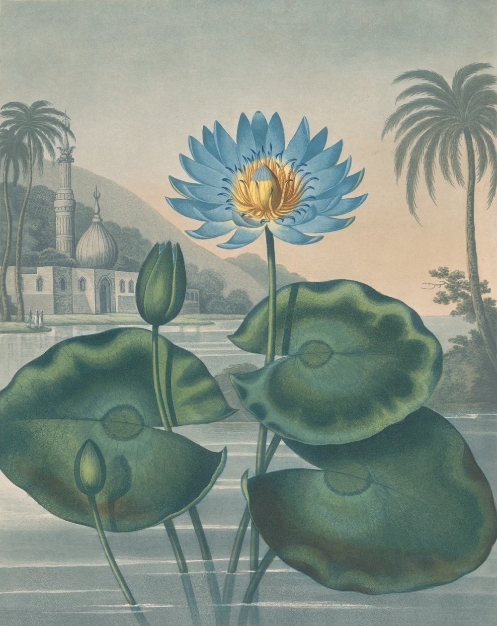 Die blaue ägyptische Wasserlilie, 11. September 1804 von Joseph Constantine Stadler