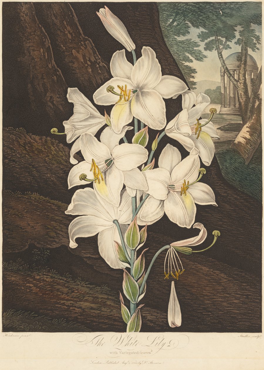 Der Tempel der Flora; oder Garten der Natur: Weiße Lilie mit bunten Blättern von Joseph Constantine Stadler