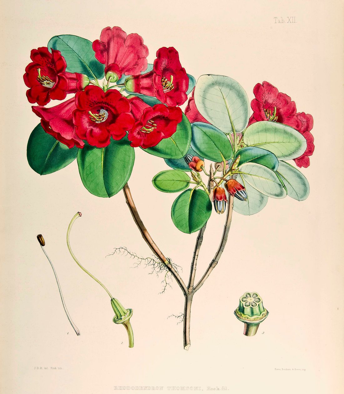 Rhododendron thomsonii, 1895 von Joseph Dalton Hooker
