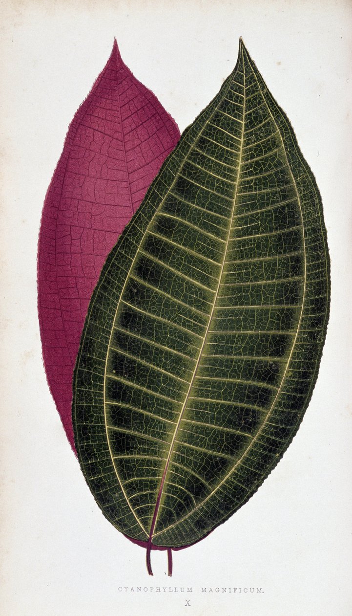 Blatt von Cyanophyllum Magnificum. Botanische Tafel in „Pflanzen mit buntem Laub. von Joseph Edward and Howard W Lowe