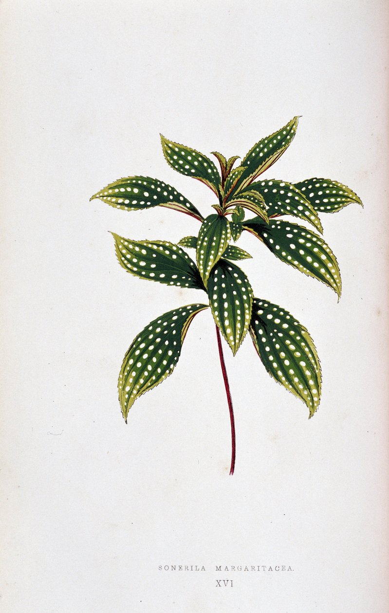 Blatt von Sonerila margaritacea von Joseph Edward and Howard W Lowe