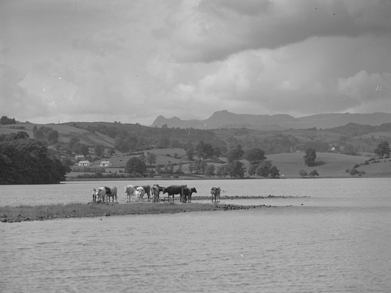 Eine Gruppe Kühe steht auf einer Sandbank im Esthwaite Water von Joseph Hardman