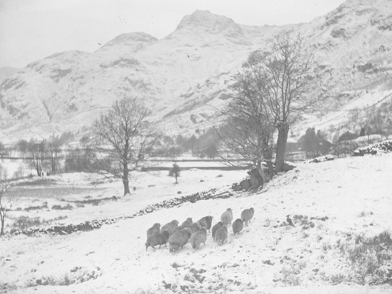 Schafherde im Schnee bei Langdale von Joseph Hardman