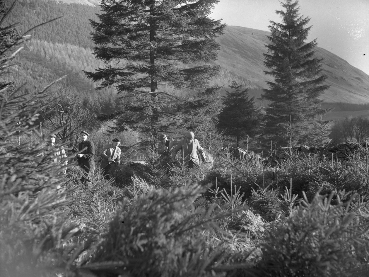 Männer arbeiten zwischen gefällten Weihnachtsbäumen bei Thirlmere von Joseph Hardman