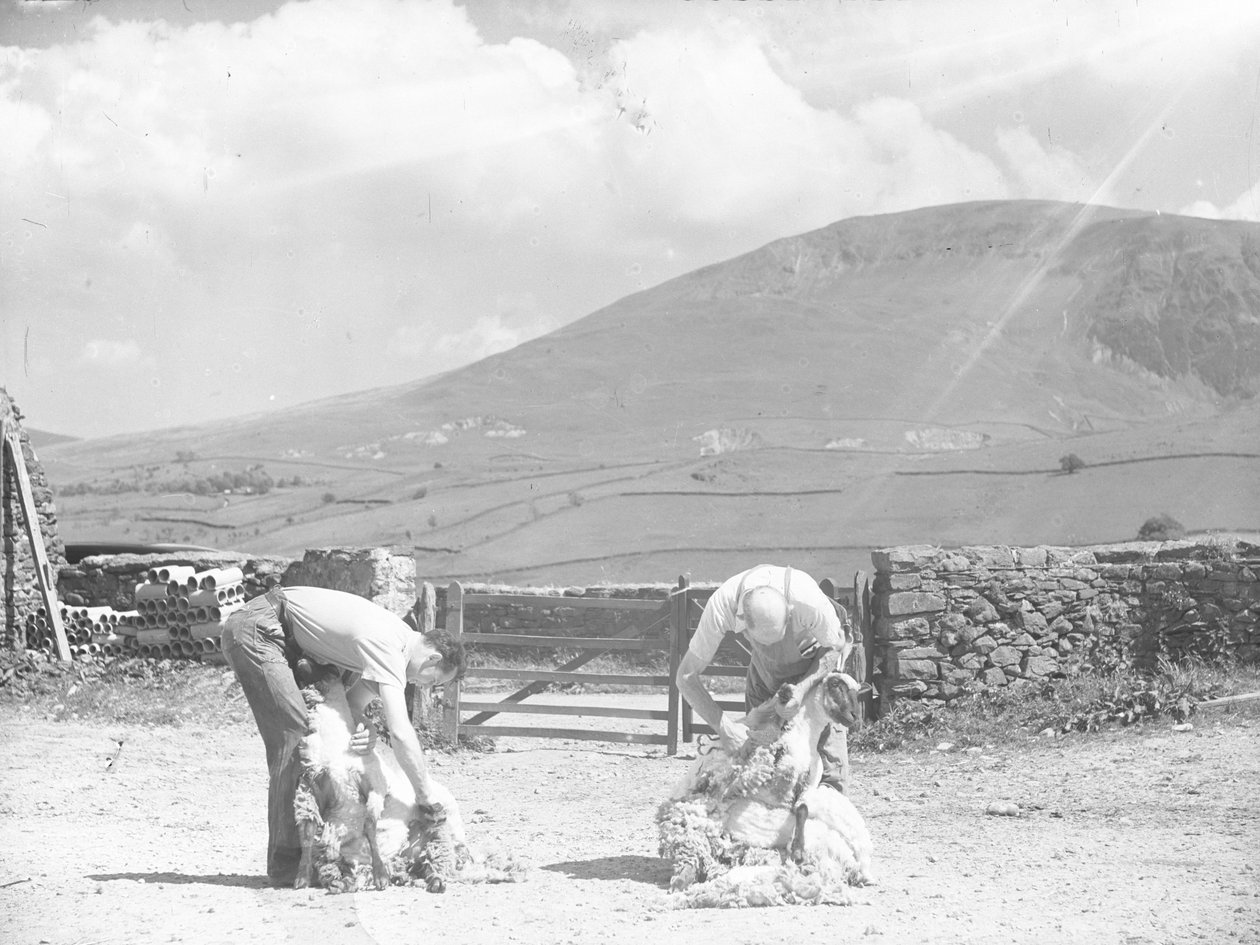 Zwei Schafe werden von Hand bei Thirlmere geschoren von Joseph Hardman