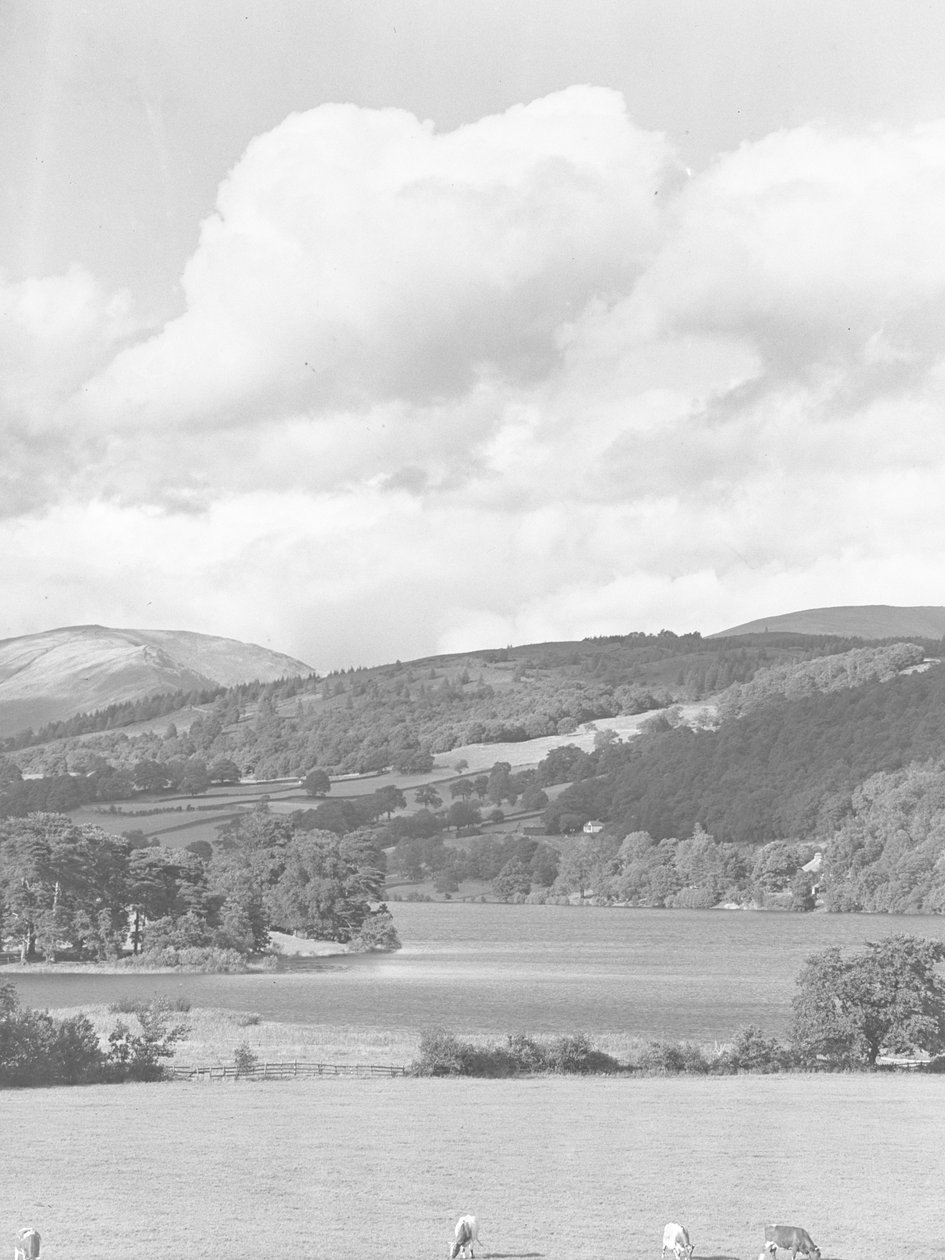 Blick über weidende Rinder auf Feldern zum Esthwaite Wasser, mit Wald und Hügeln im Hintergrund von Joseph Hardman