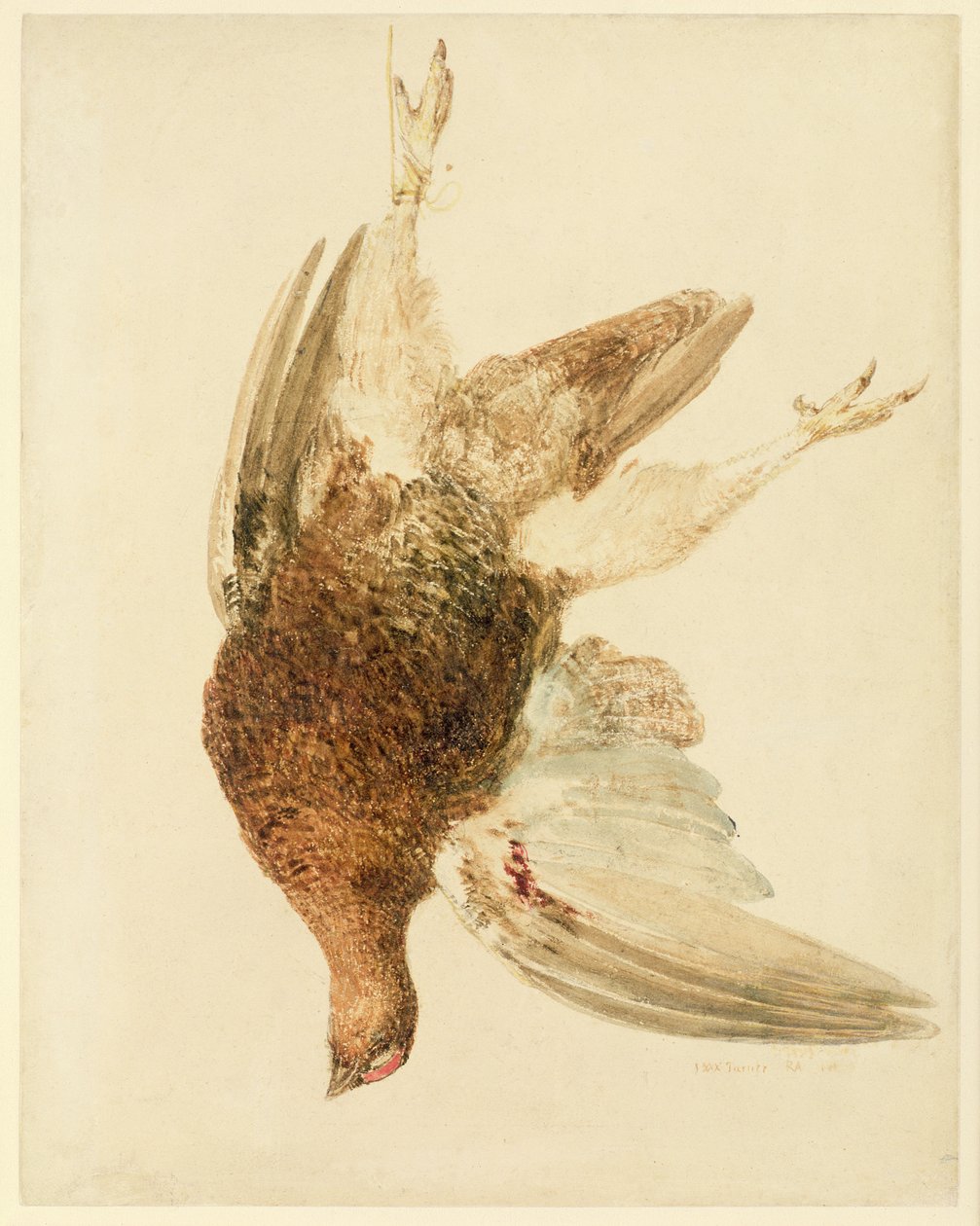 Birkhuhn, aus The Farnley Book of Birds, ca. 1816 von Joseph Mallord William Turner