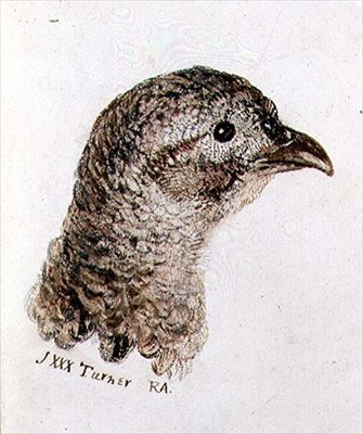 Fasanenhenne, aus dem Farnley Buch der Vögel, ca. 1816 von Joseph Mallord William Turner