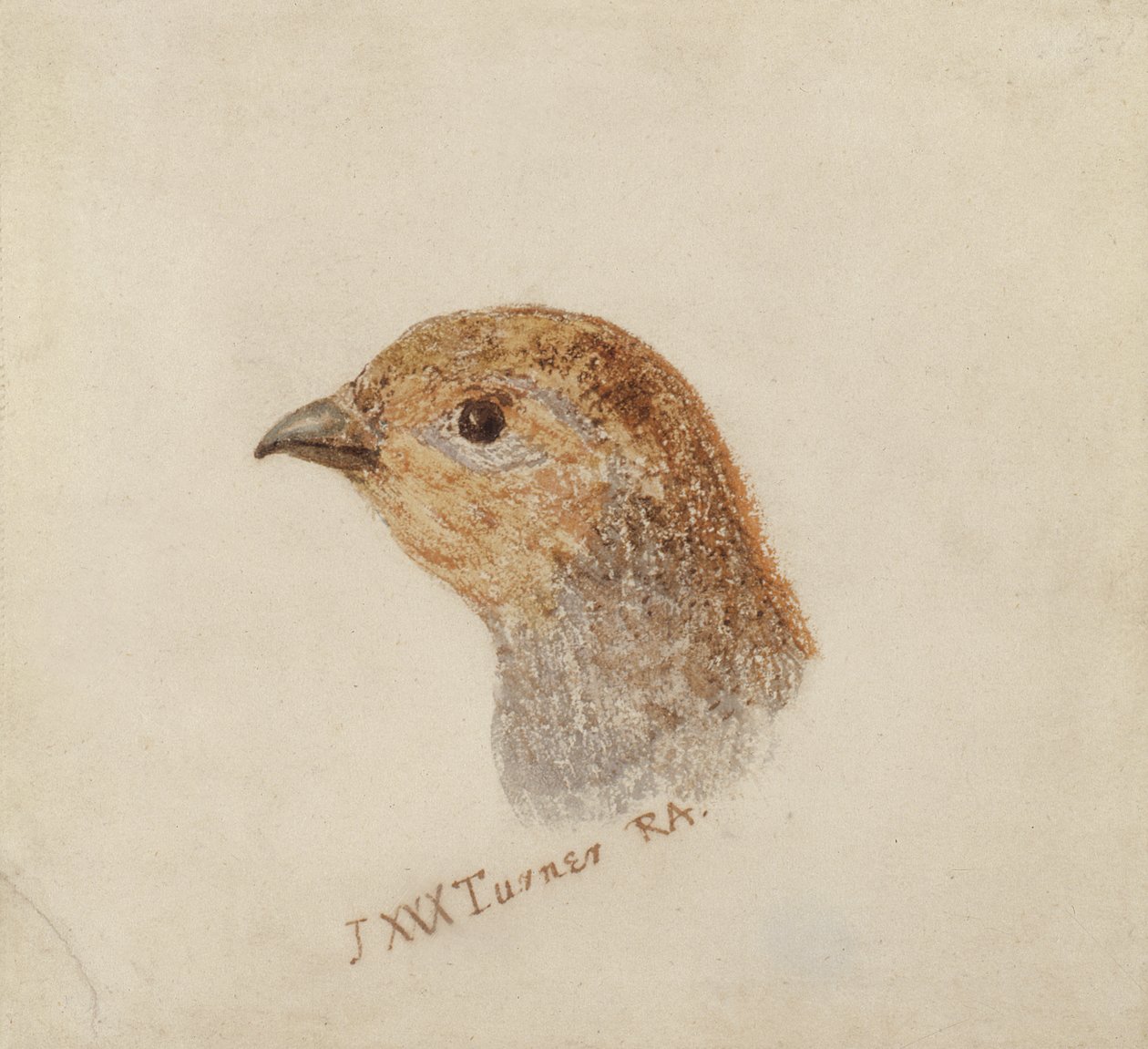 Rebhuhn, aus The Farnley Book of Birds, ca. 1816 von Joseph Mallord William Turner