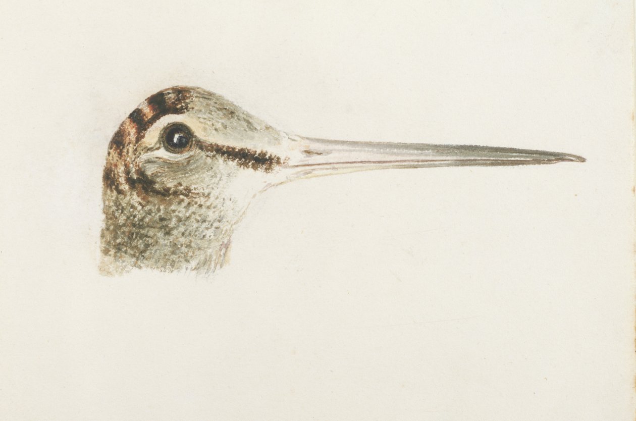 Waldschnepfe, aus dem Farnley Buch der Vögel, ca. 1816 von Joseph Mallord William Turner