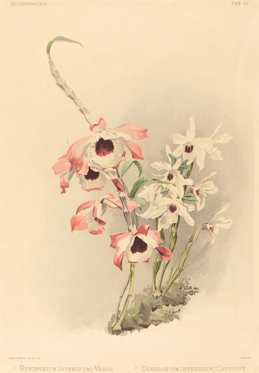 Dendrobium (Hybridium) Venus und Dendrobium (Hybridium) Cassiope von Joseph Mansell after Henry George Moon