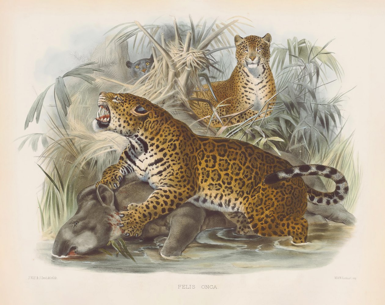 Jaguar (Felis onca) von Joseph Wolf
