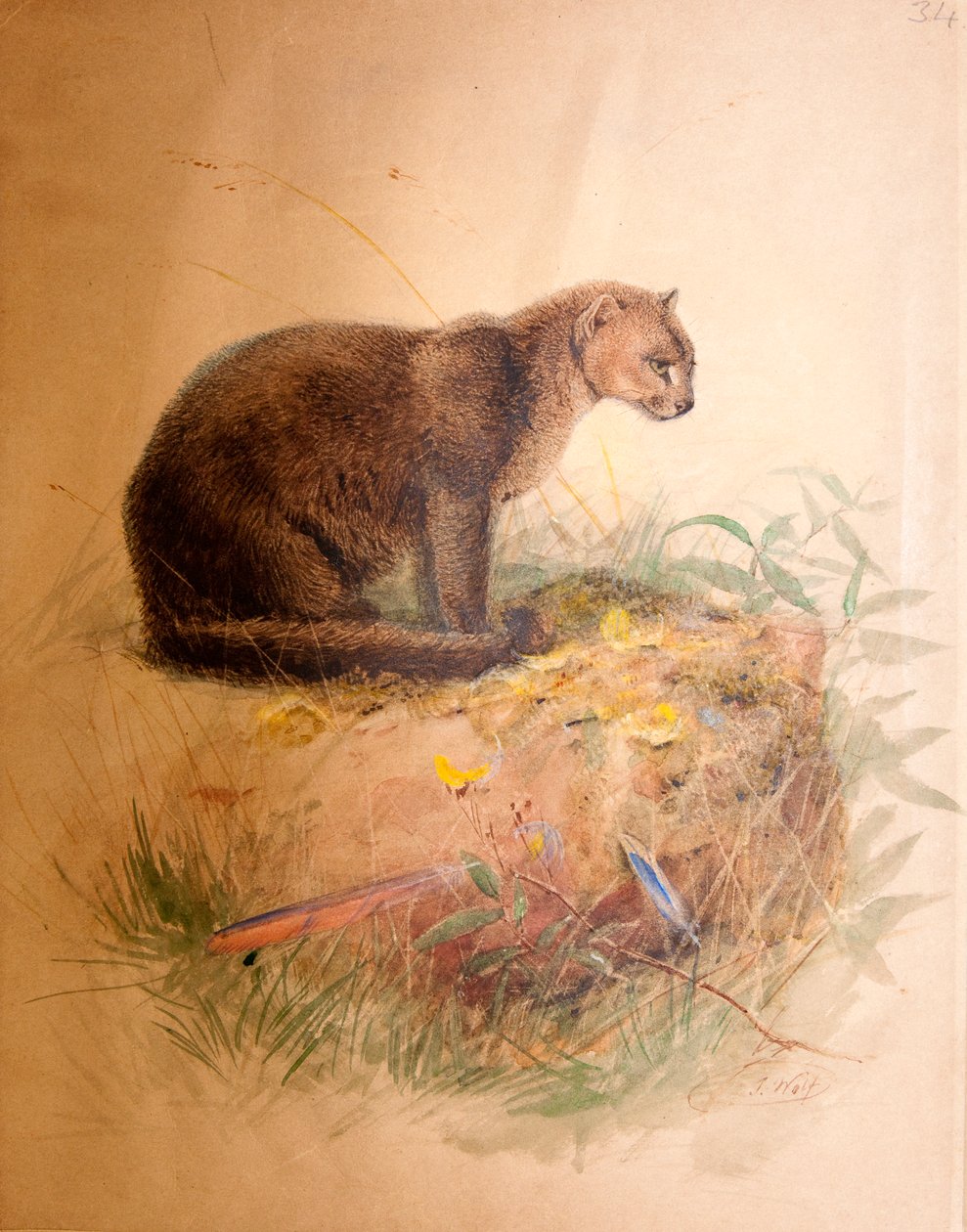 Yaguarundi-Katze, 1851-69 von Joseph Wolf