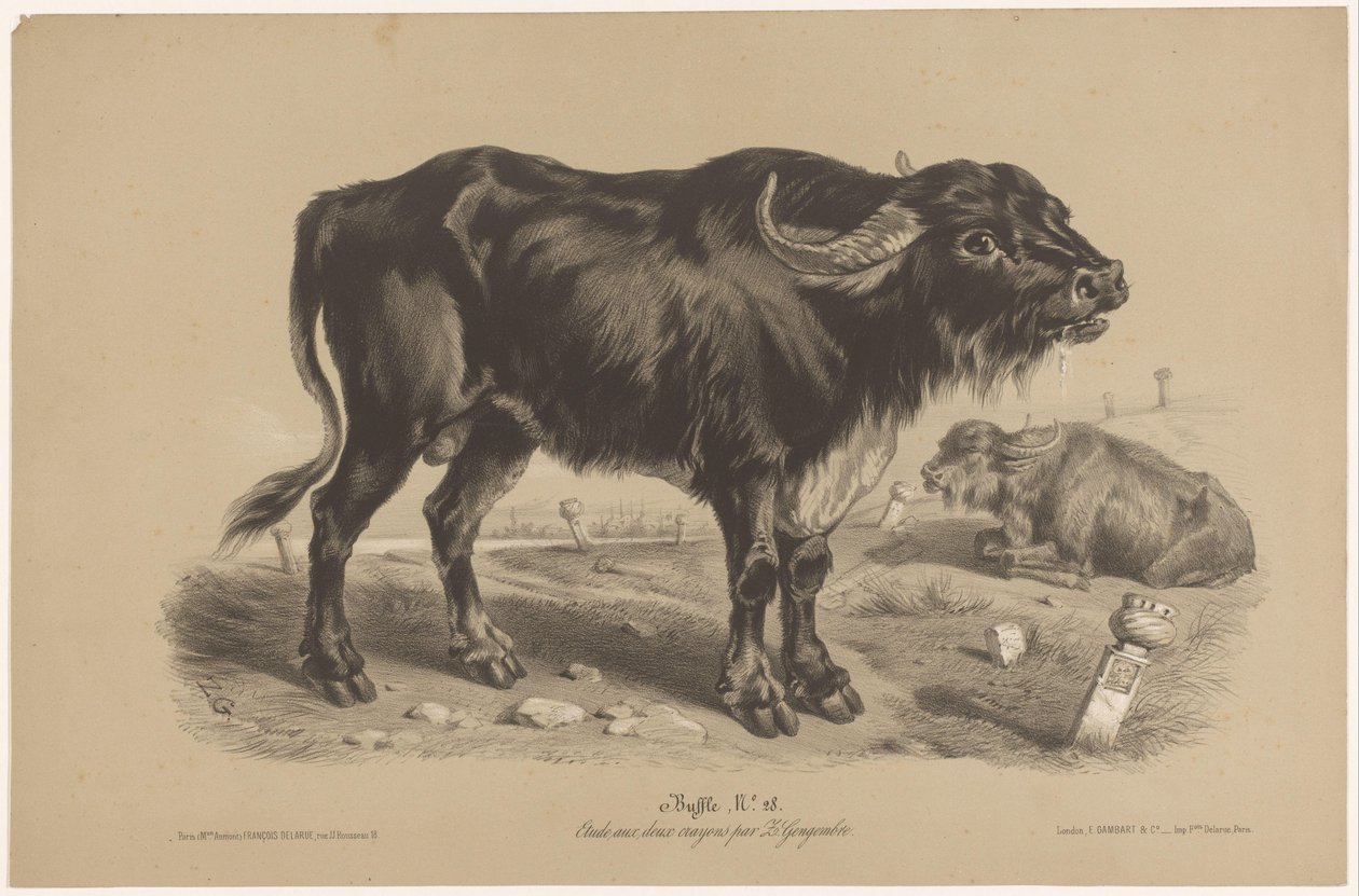 Büffel von Joseph Zephyris Gengembre