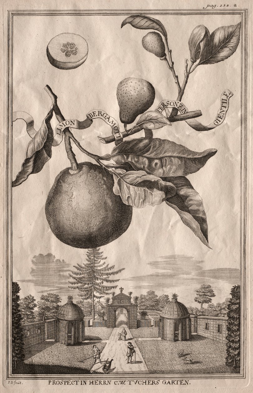 Nürnbergische Hesperides: Limon bergamotto personzin gientile, 1714 von Joseph de Montalegre