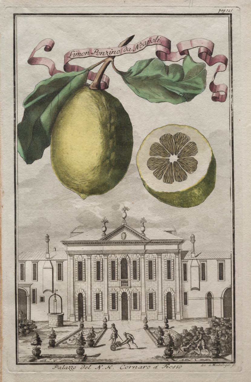 Nürnbergische Hesperides: No125 - Limon Ponzino da Neapoli. Palazzo del N. H. Cornaro à Fiesso, ca. 170 von Joseph de Montalegre