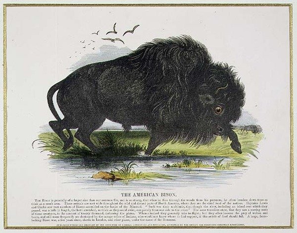 Der amerikanische Bison, Bildungsillustration veröffentlicht von der Society for Promoting Christian Knowledge von Josiah Wood Whymper