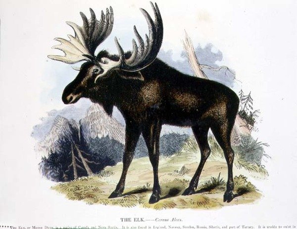 Der Elch (Cervus alces) von Josiah Wood Whymper